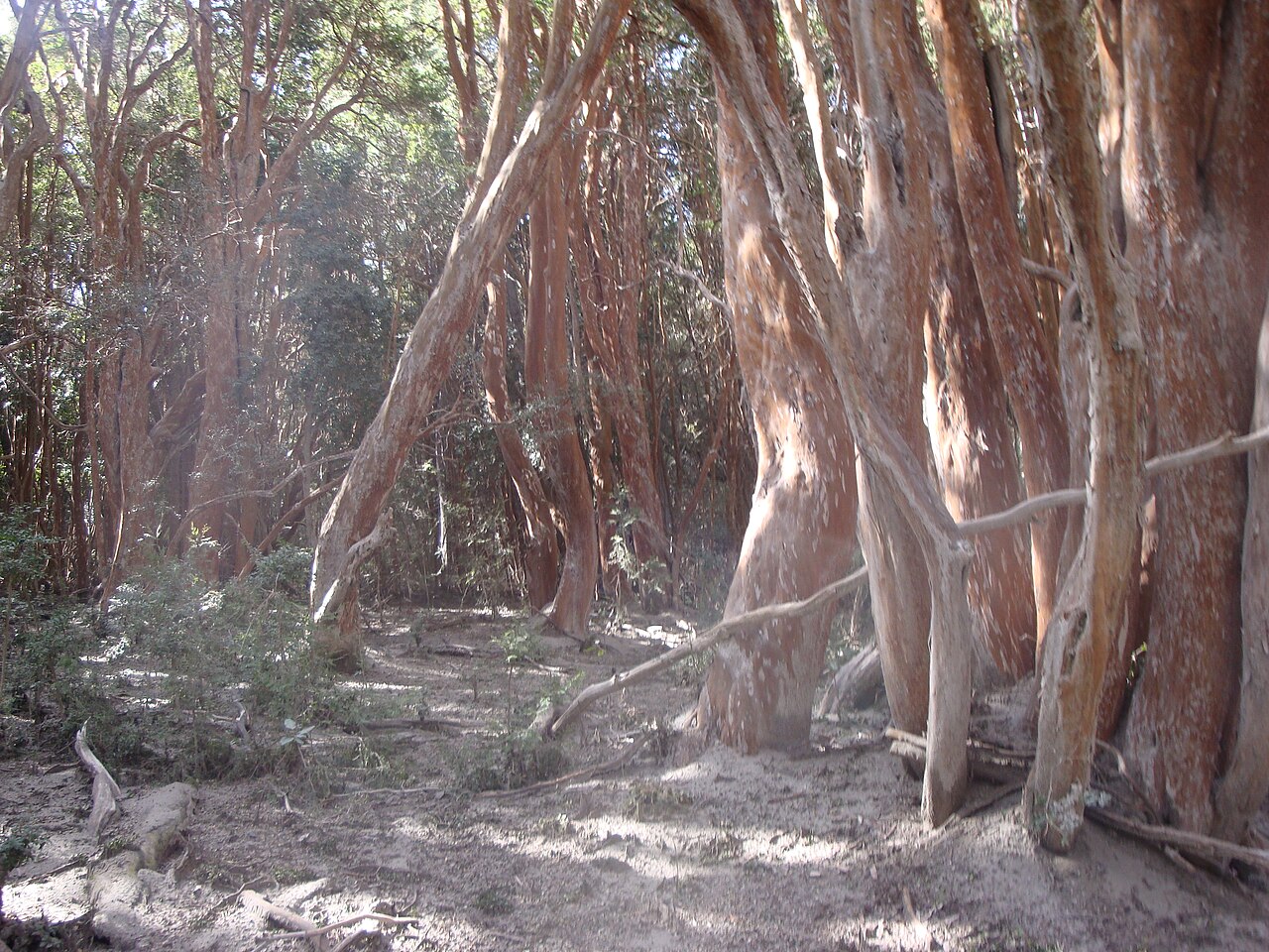 Bosque de Arrayanes
